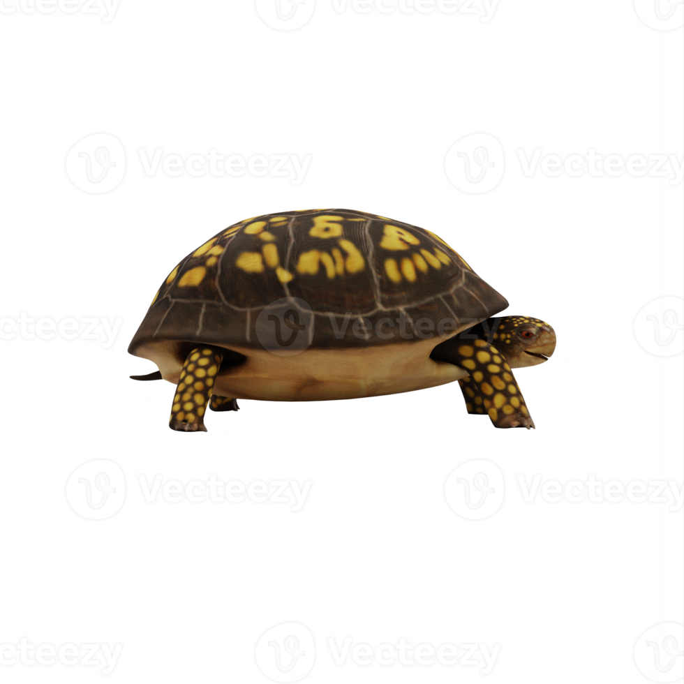 Box turtle isolated png