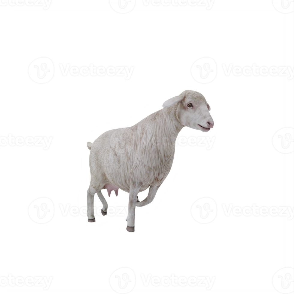 3d Domestic sheep isolated png