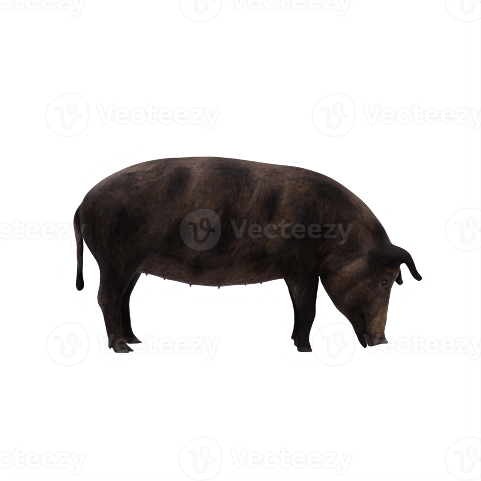 iron age pig isolated png