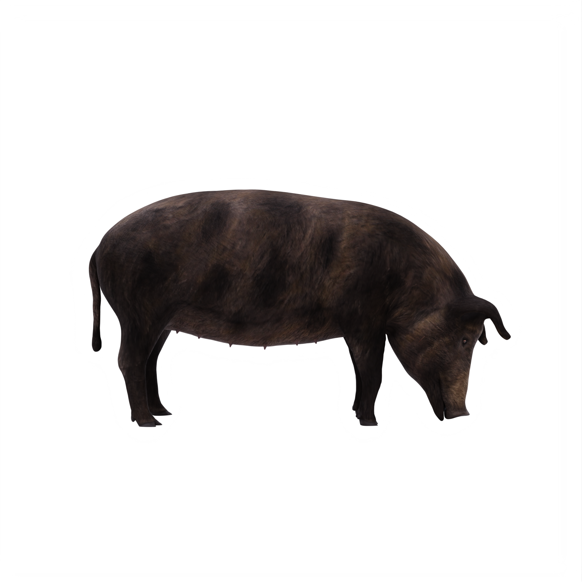 iron age pig isolated 18876015 PNG