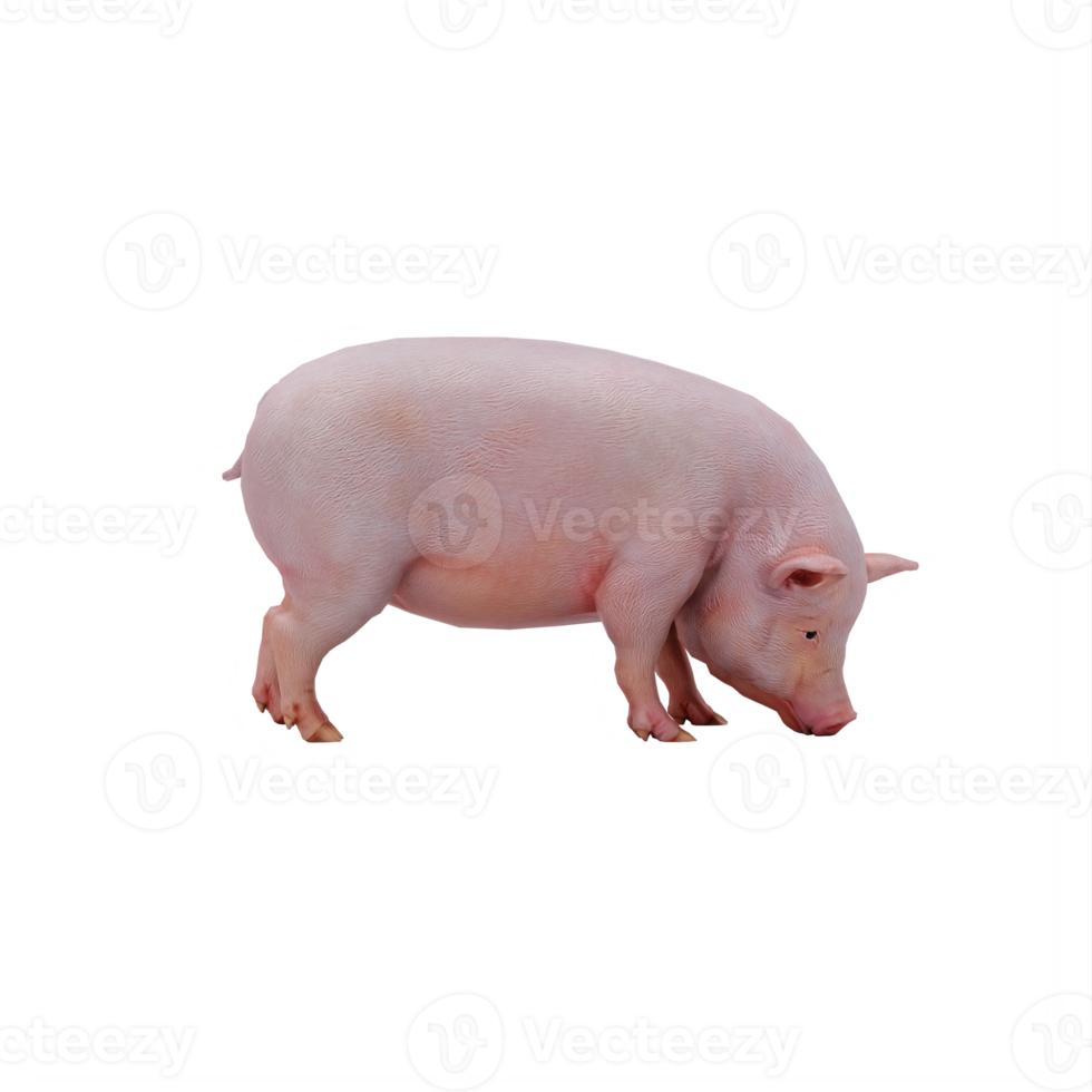 cochon 3d isolé png