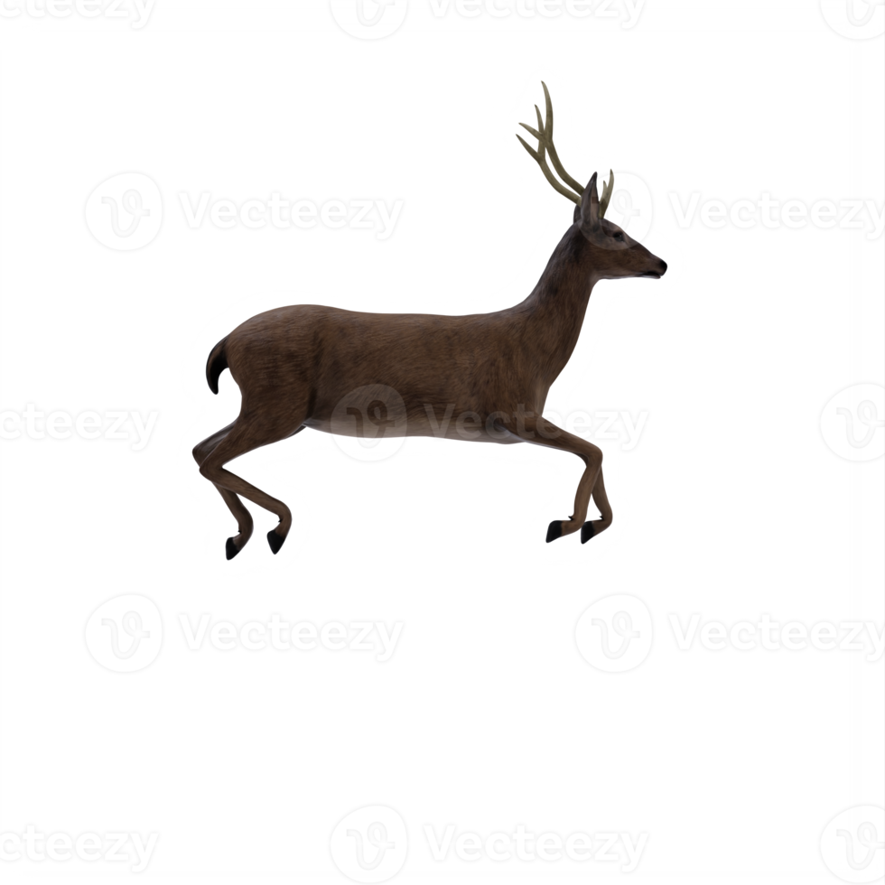 cerf 3d isolé png