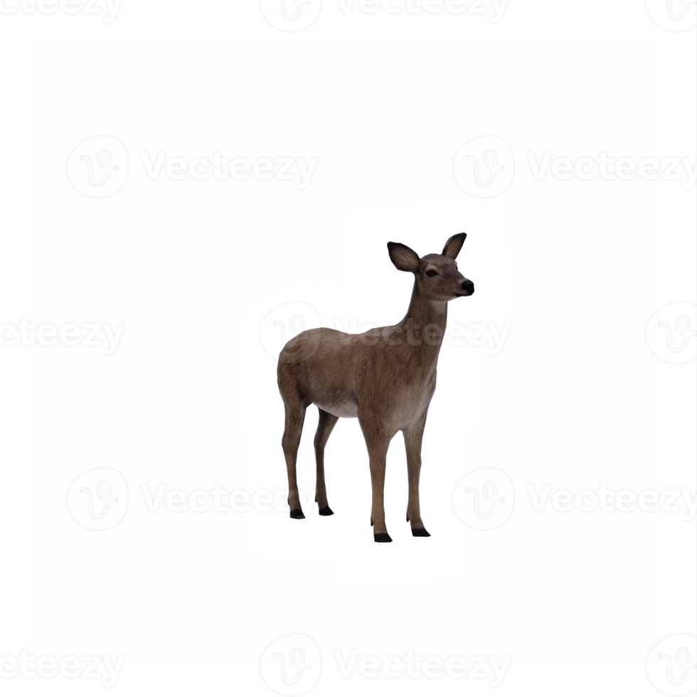 3d, cerf, femelle, isolé png