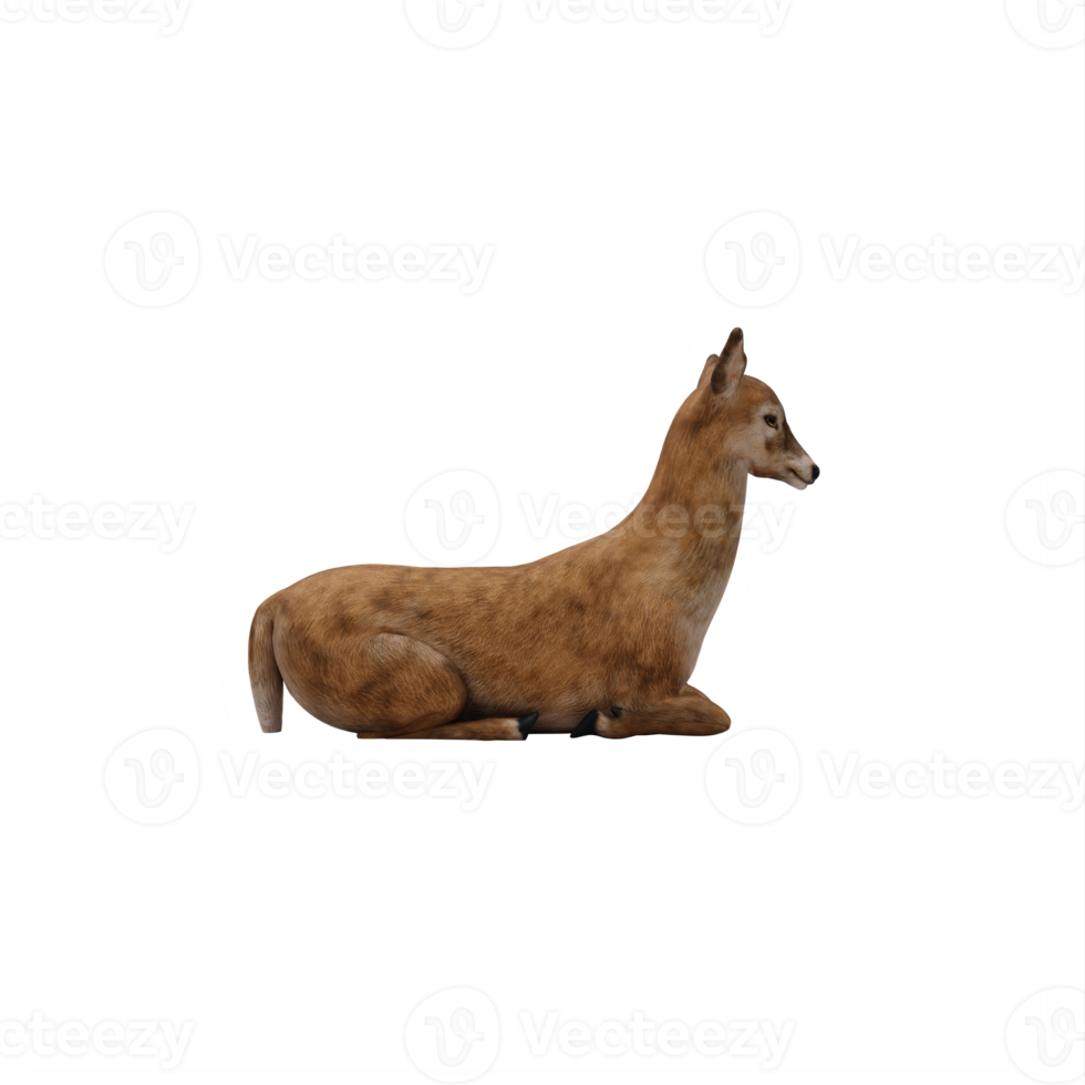 3d Doe isolated png