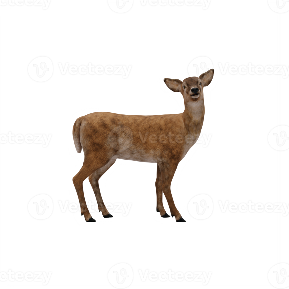 3d Doe isolated png