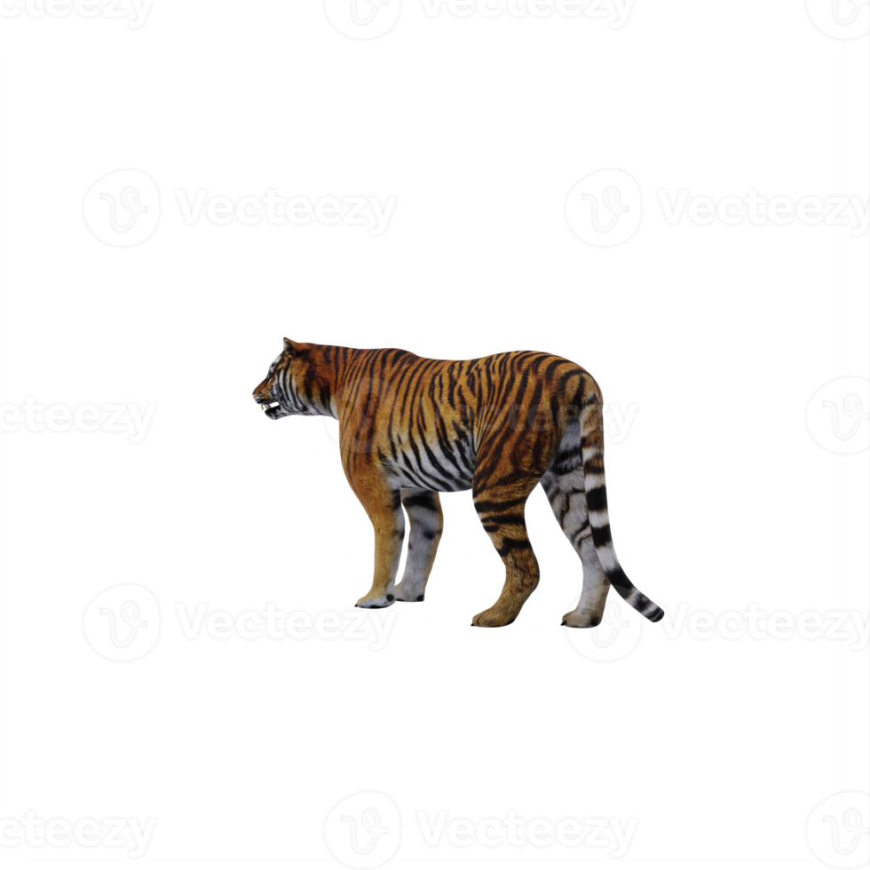 tigre 3d isolé png