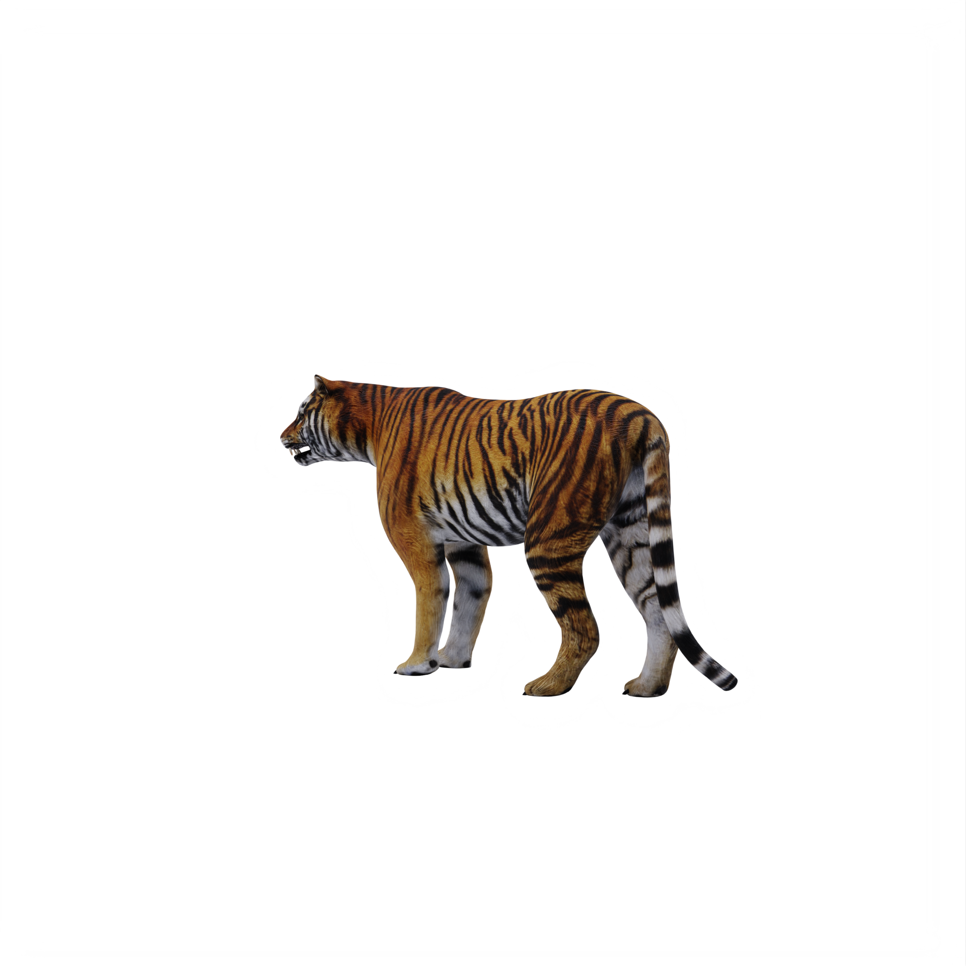 5,002 Tigre Images, Stock Photos, 3D objects, & Vectors