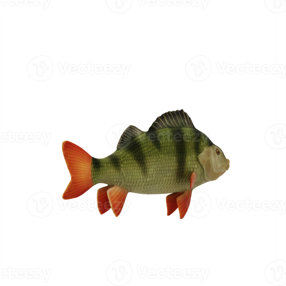 Perch fish isolated png