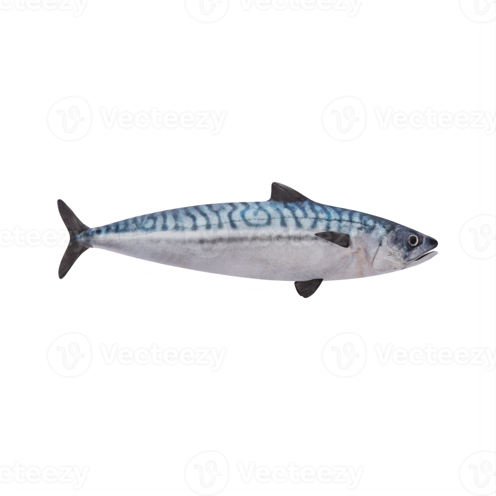 3d MACKEREL FISH png