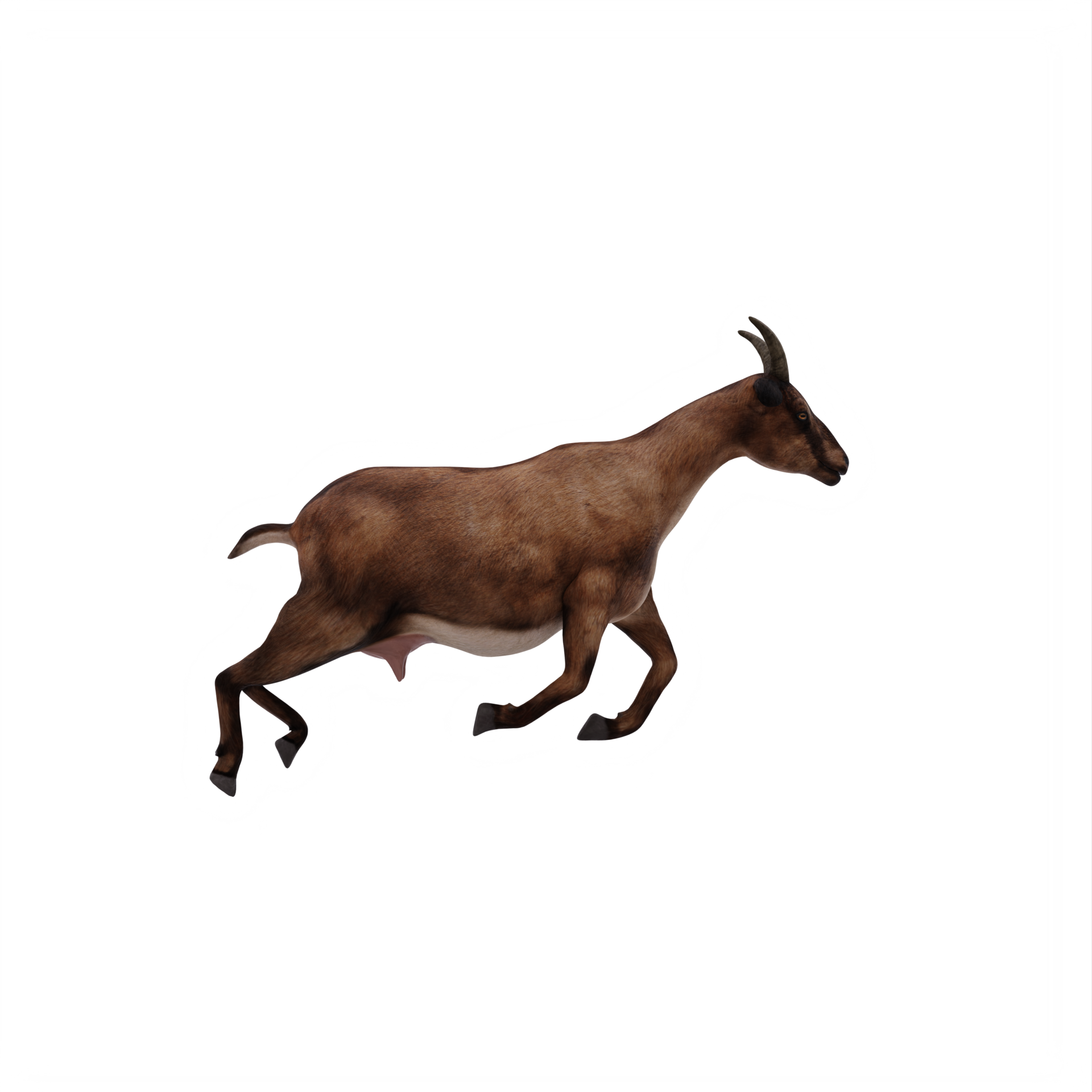 3d goat isolated 18876075 PNG