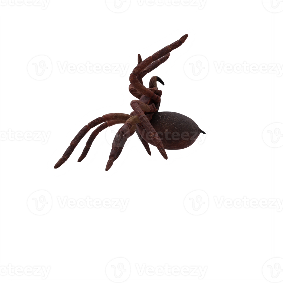 Goliath vogeleter tarantula theraphosa blondi png