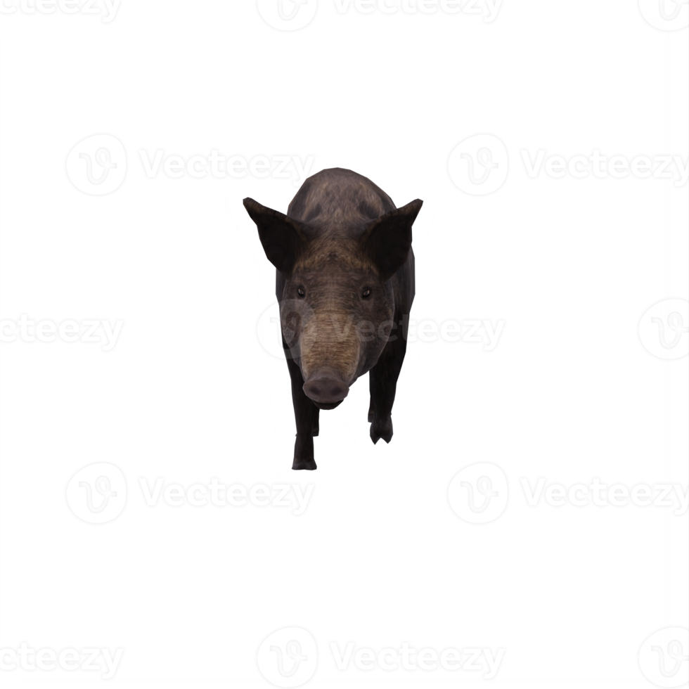 iron age pig isolated png