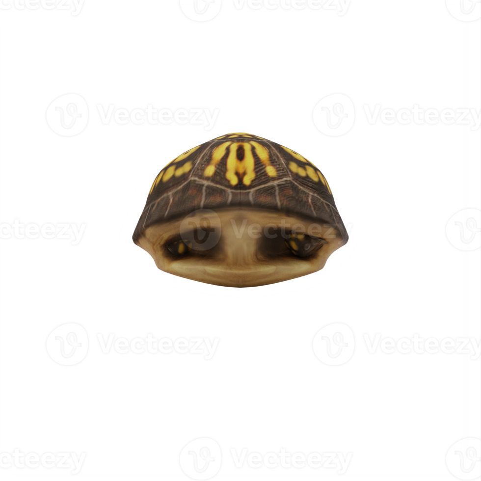 tortuga de caja aislada png