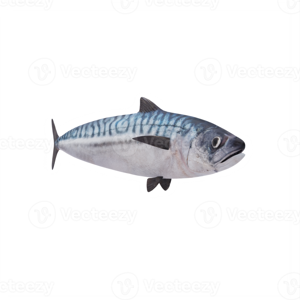 3d MACKEREL FISH png