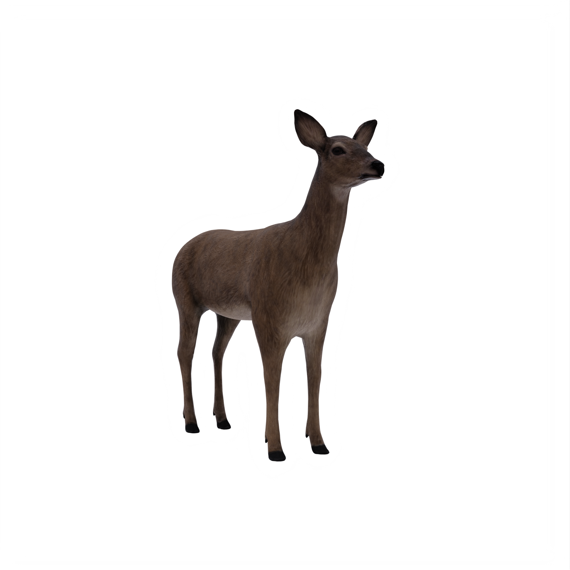 Free 3d deer female isolated 18876107 PNG with Transparent Background