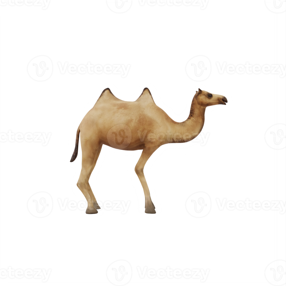 3D Camel isolated png