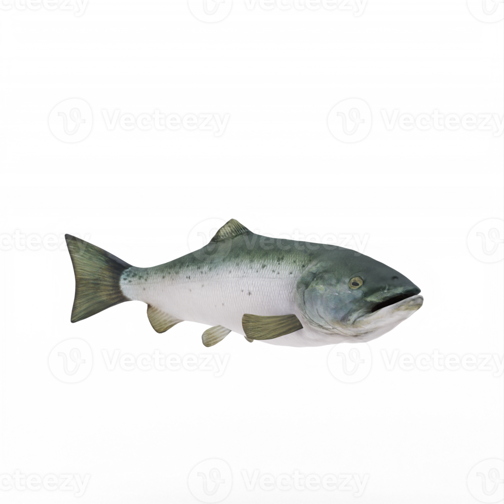 3d SALMON isolated png