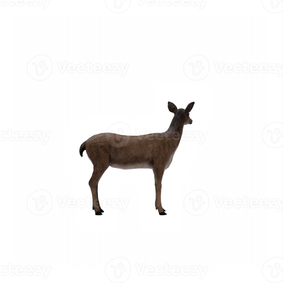 3d deer female isolated png