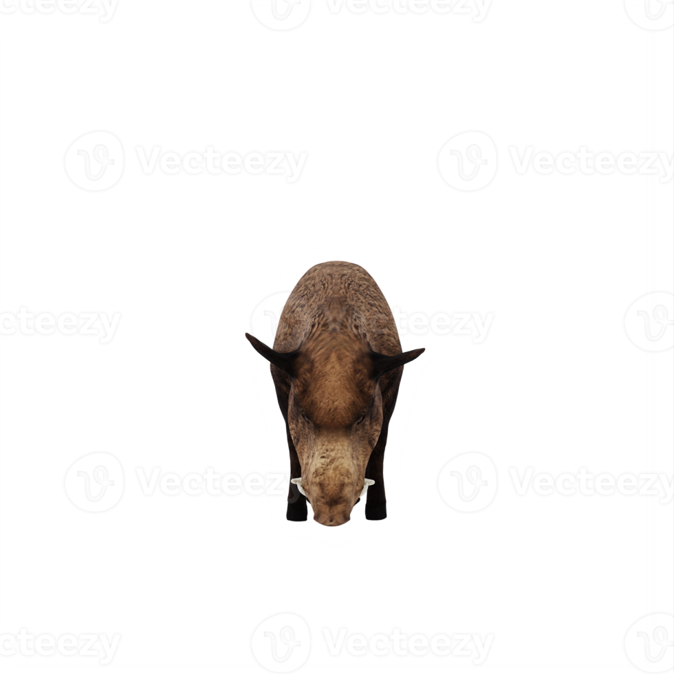 3d WILD BOAR isolated png