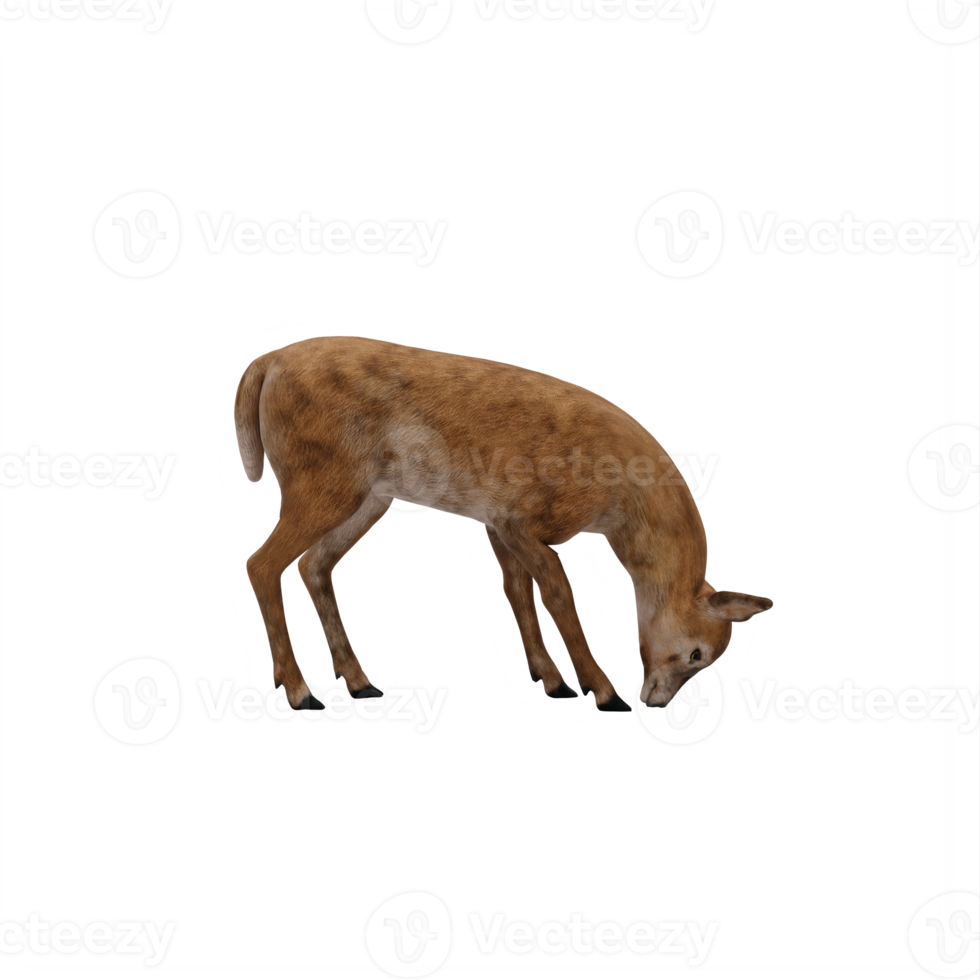 3d Doe isolated png