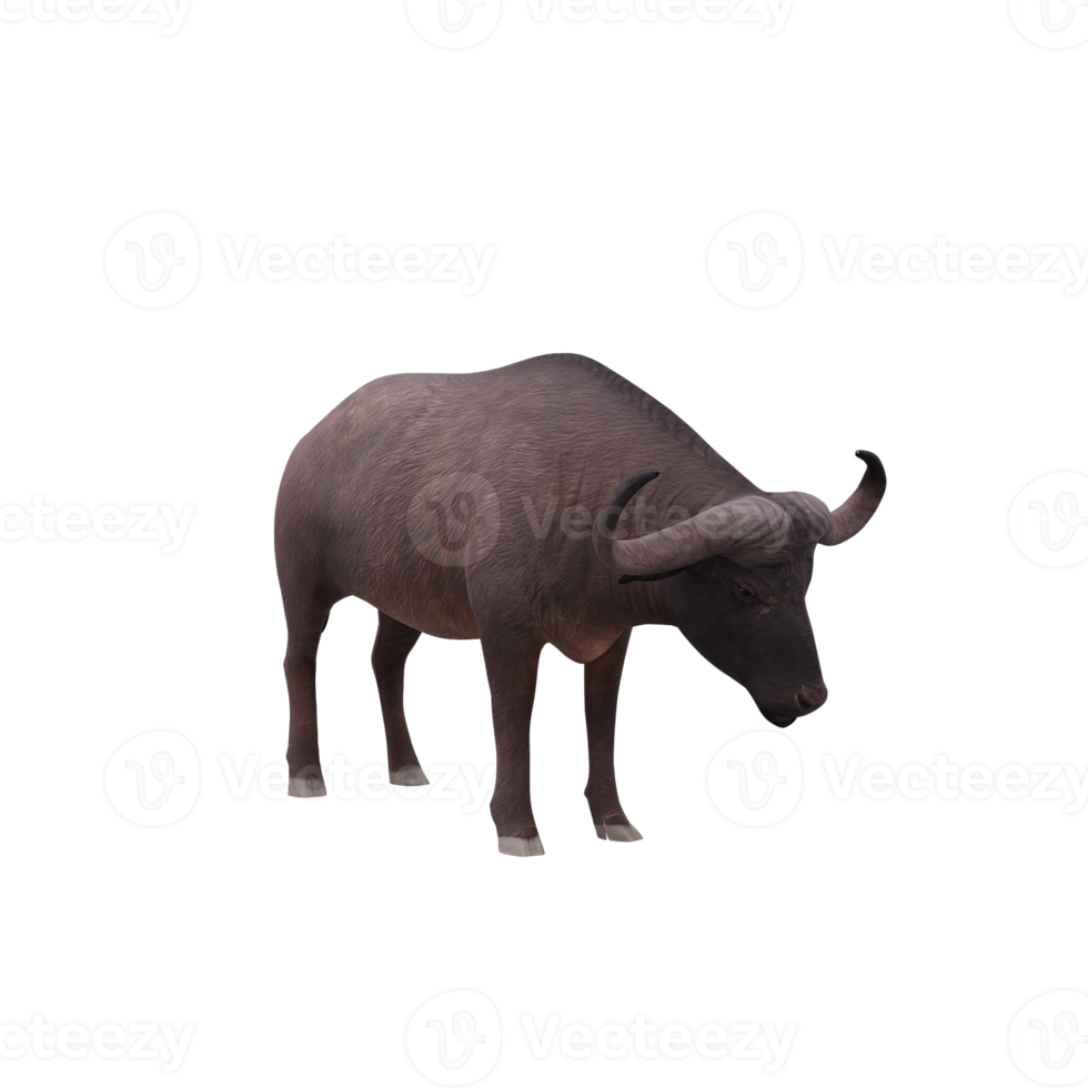 kaap buffel geïsoleerd png