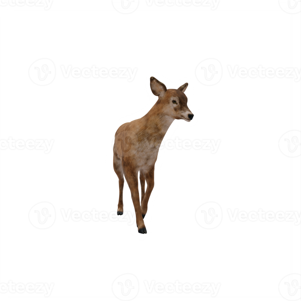 biche 3d isolée png