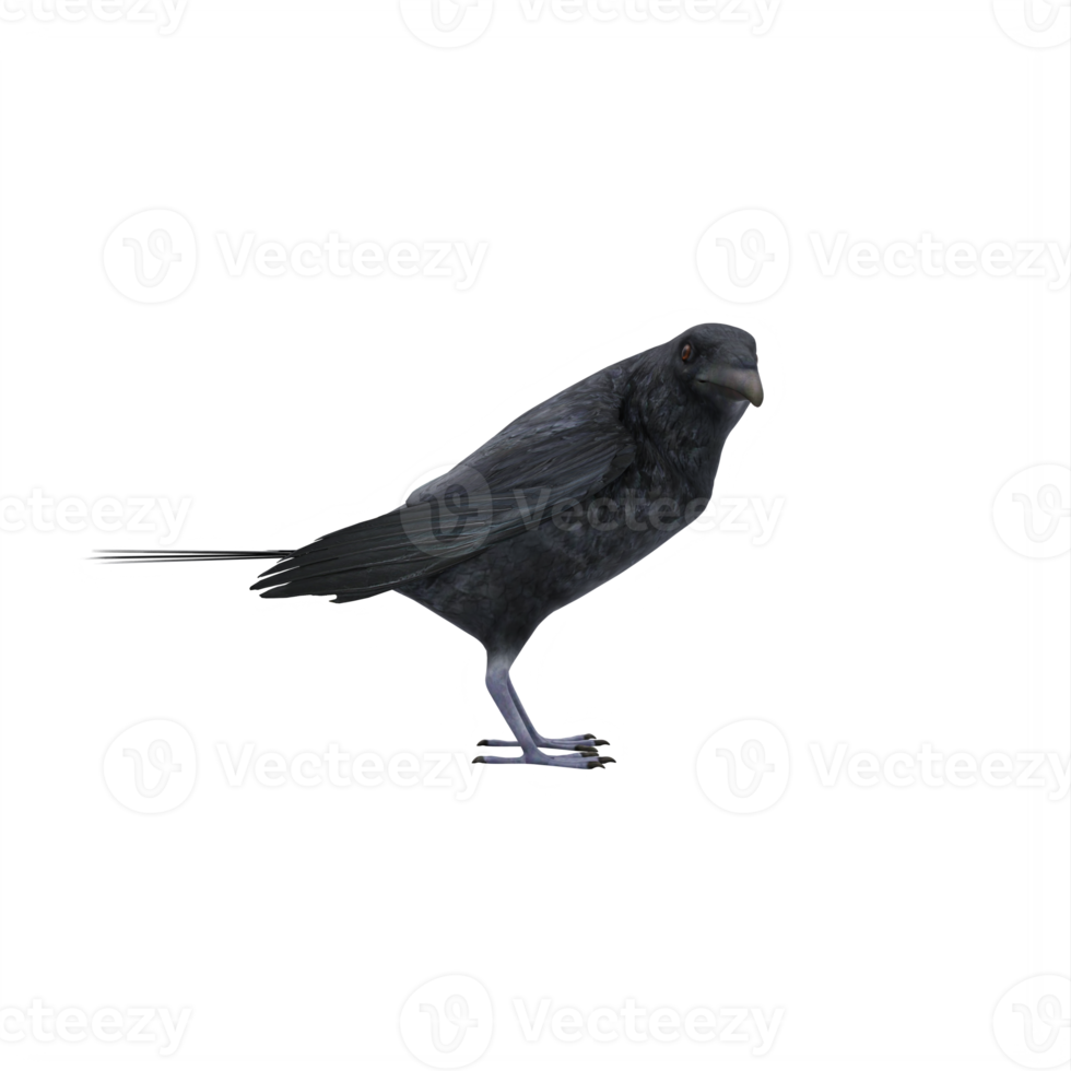 3d crow isolated png