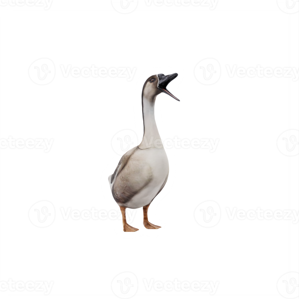 3d SWAN GOOSE isolated png