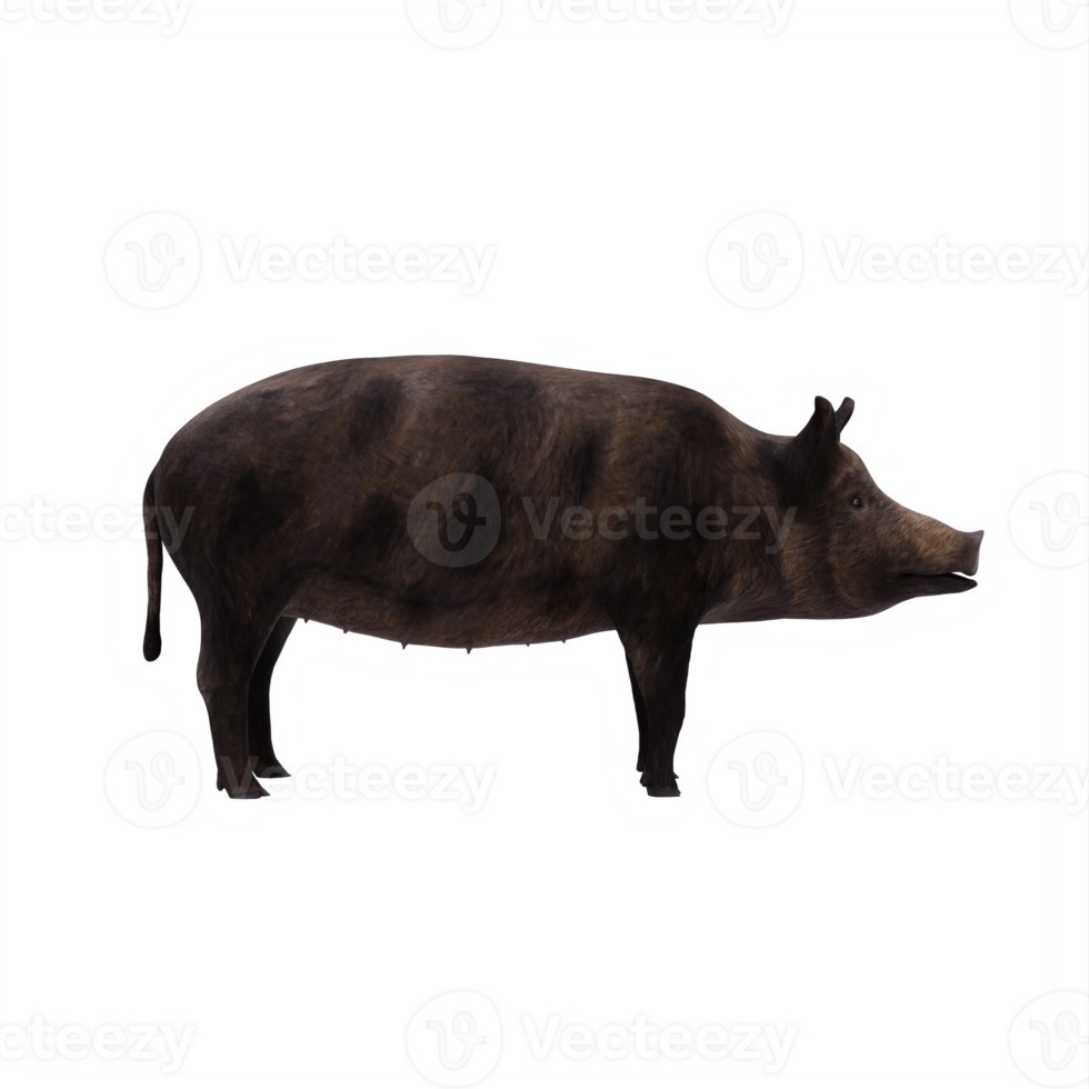 iron age pig isolated png