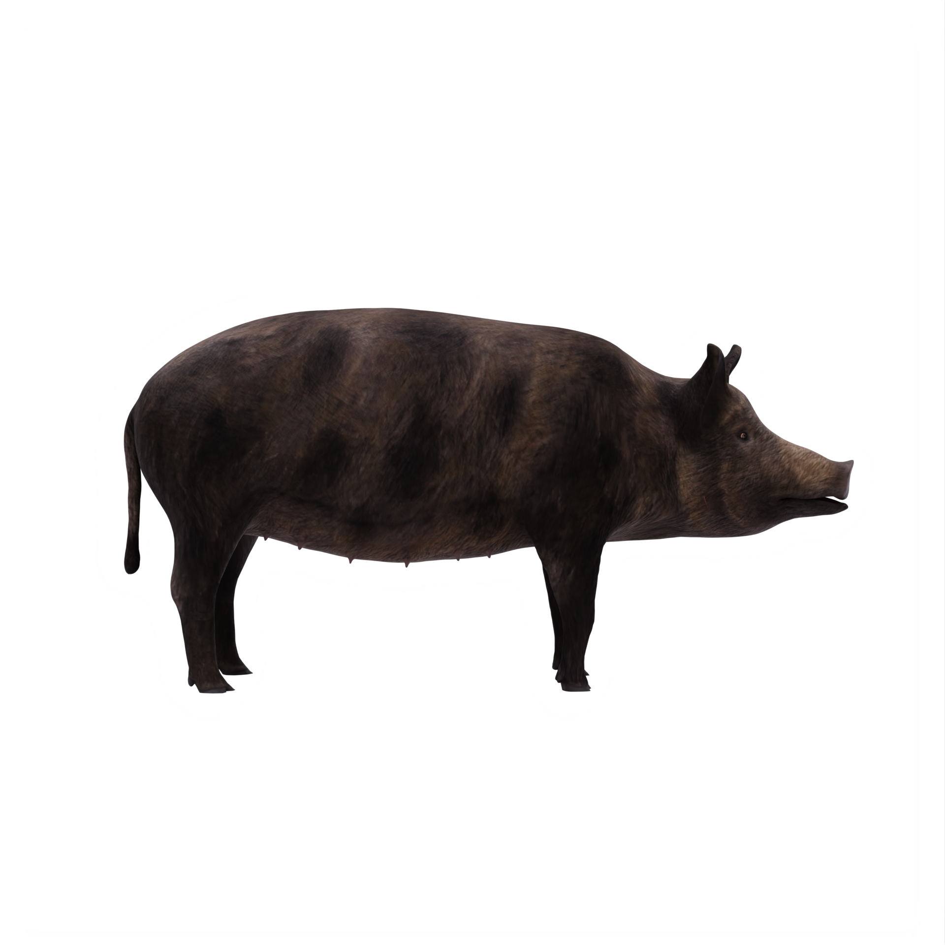 iron age pig isolated 18876167 PNG