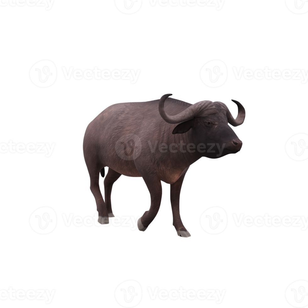 Cape buffalo isolated png