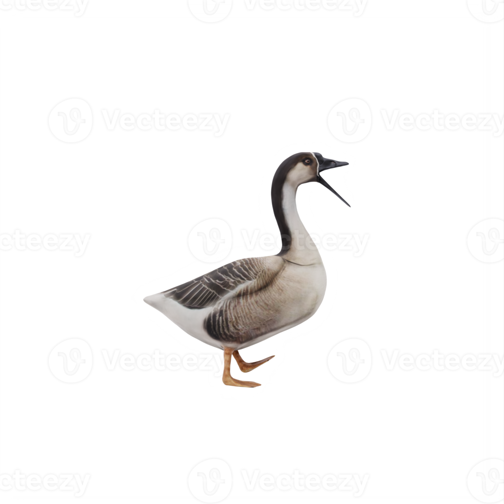 3d SWAN GOOSE isolated png