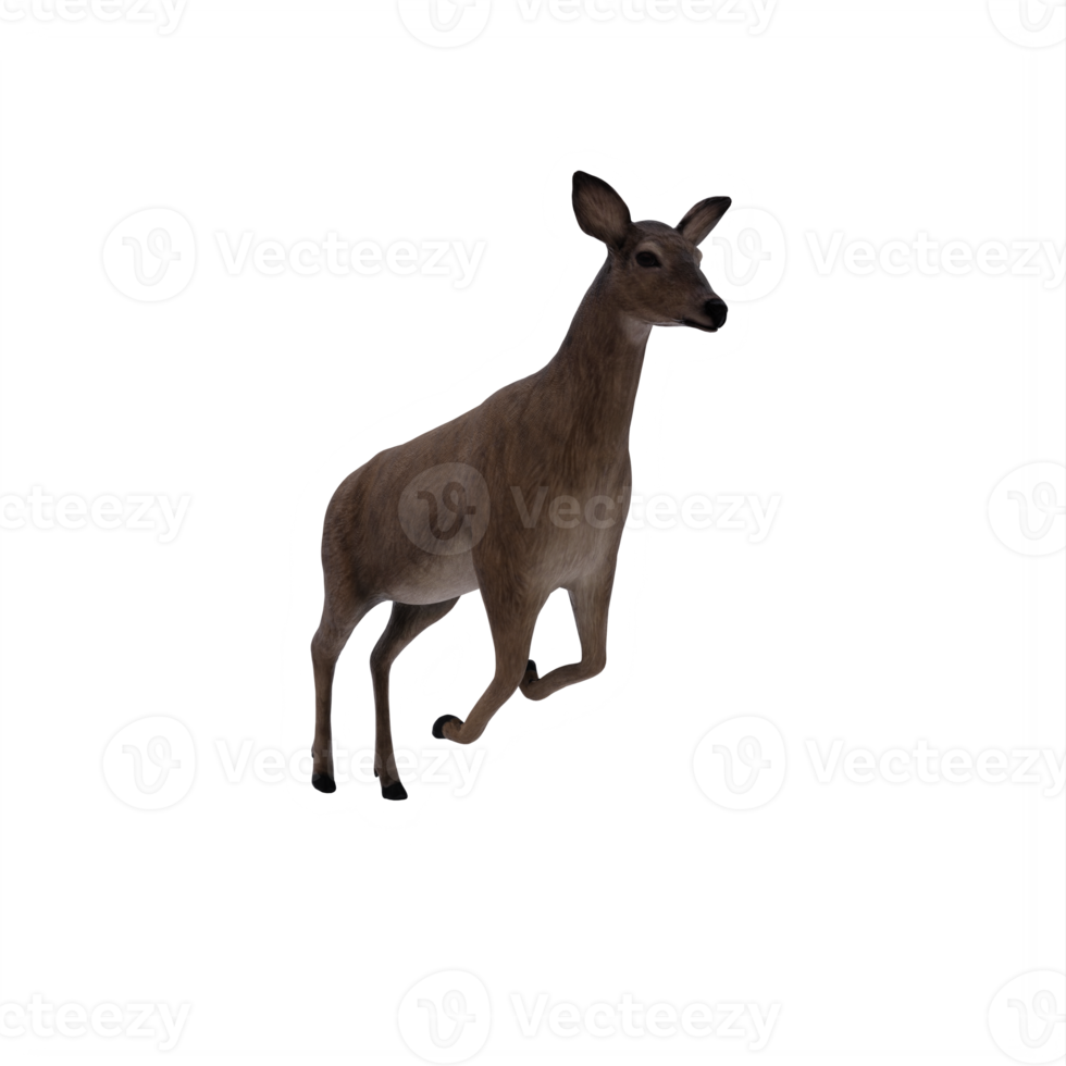 3d, cerf, femelle, isolé png