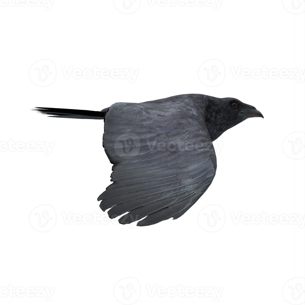 3d crow isolated png