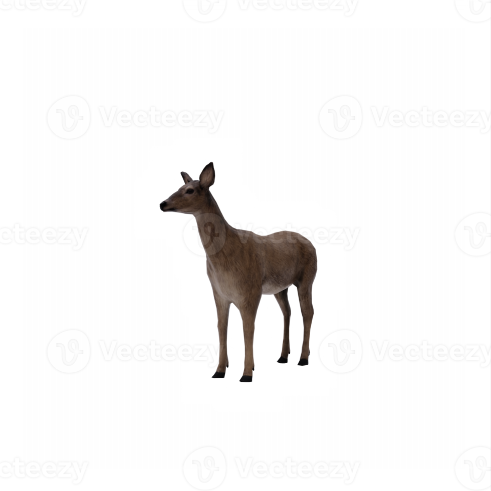 3d, cerf, femelle, isolé png