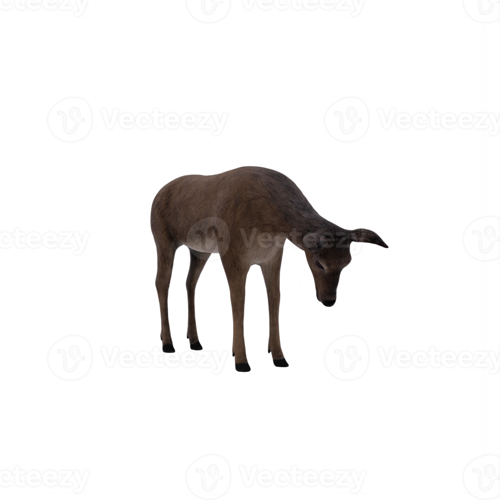 3d, cerf, femelle, isolé png