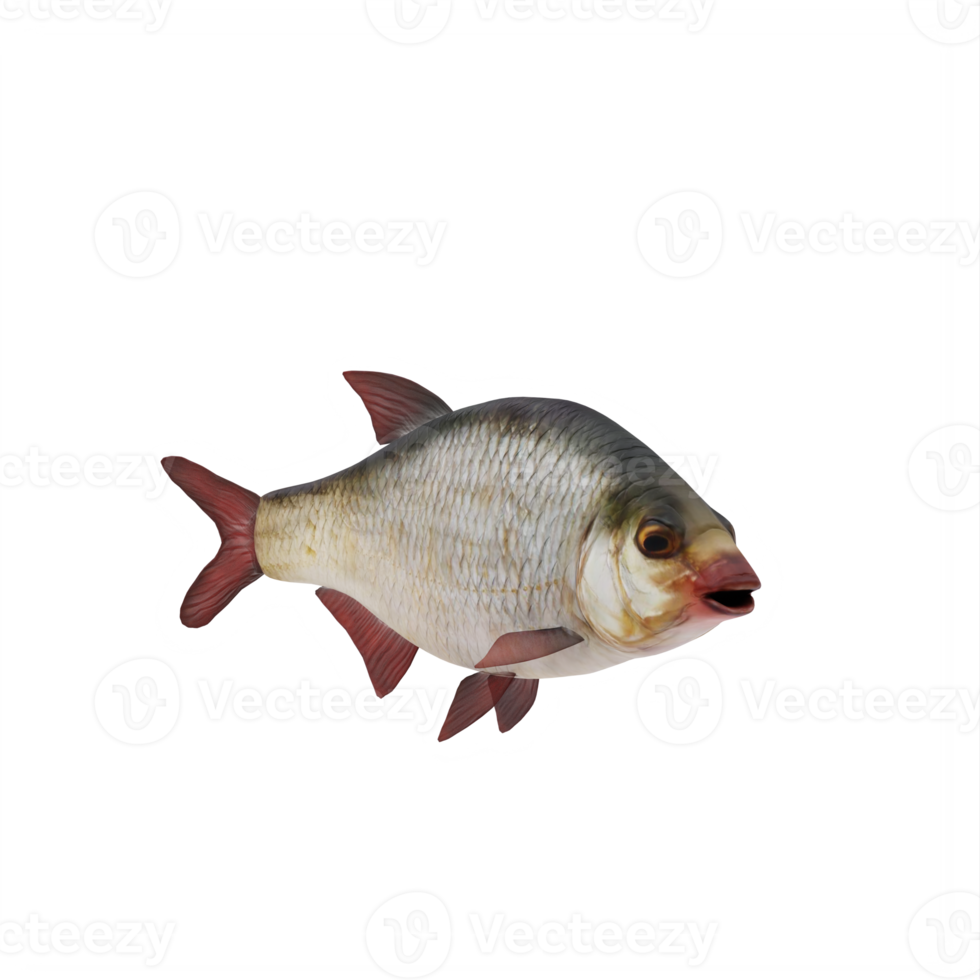 Redeye bass fish isolated png