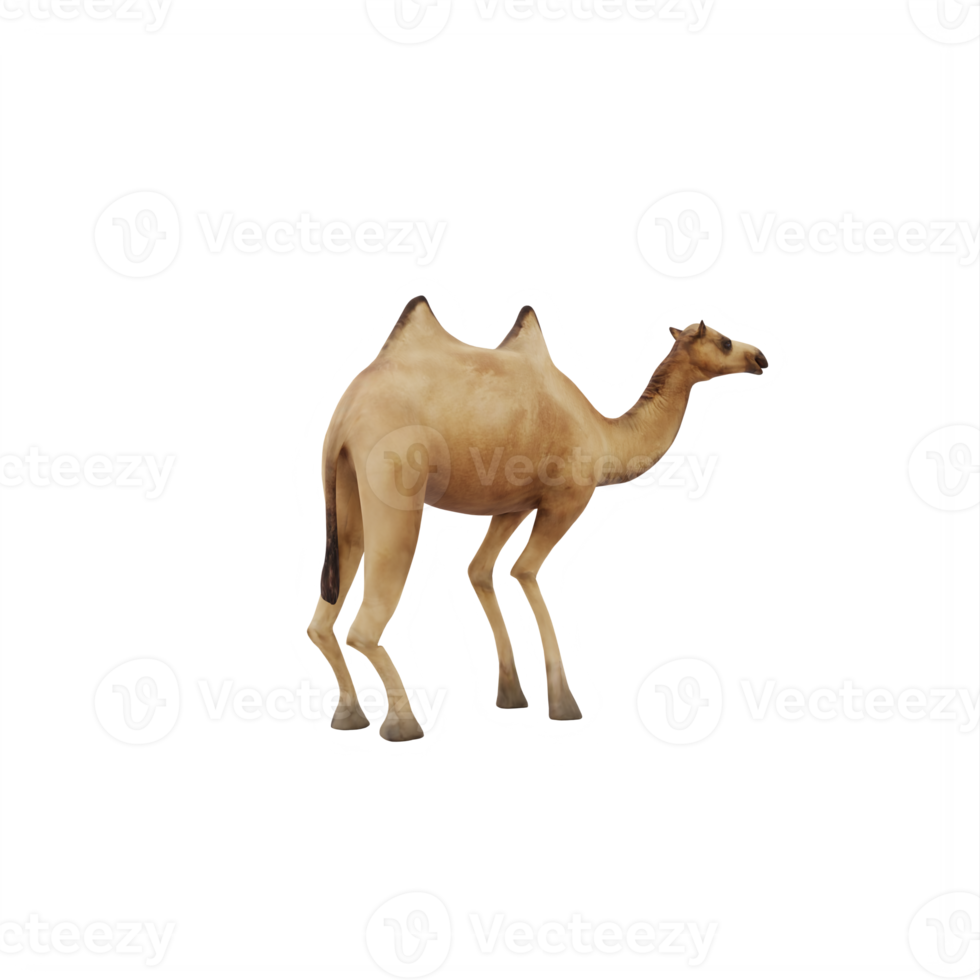 3D Camel isolated png
