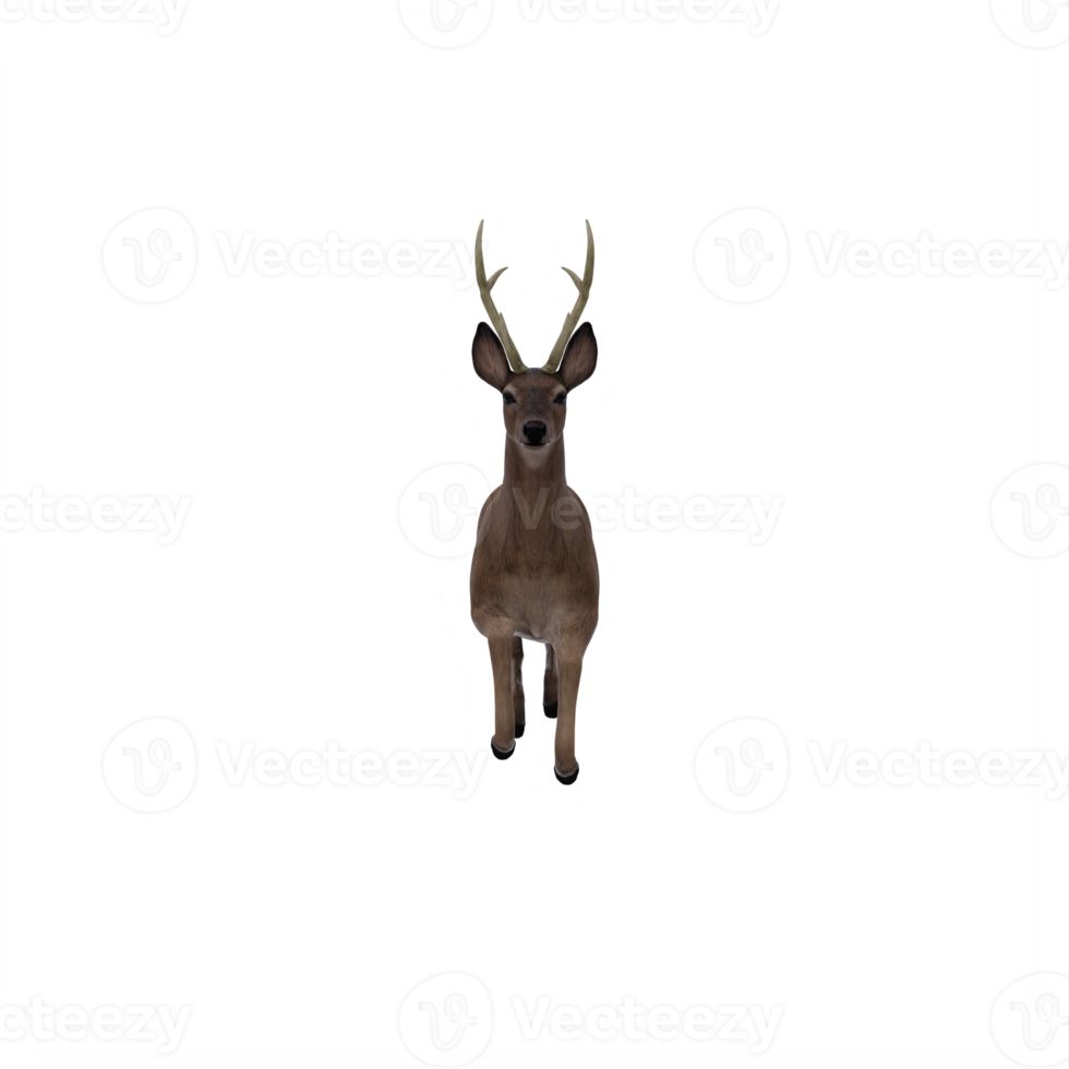 3d deer isolated png