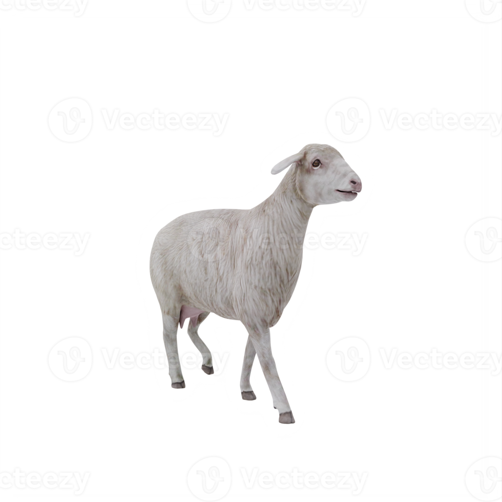 3d Domestic sheep isolated png