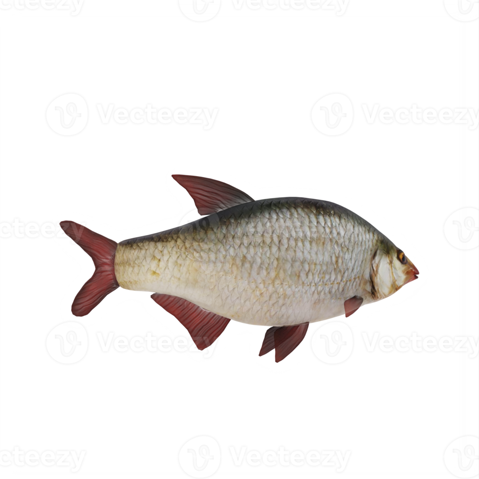 Redeye bass fish isolated png