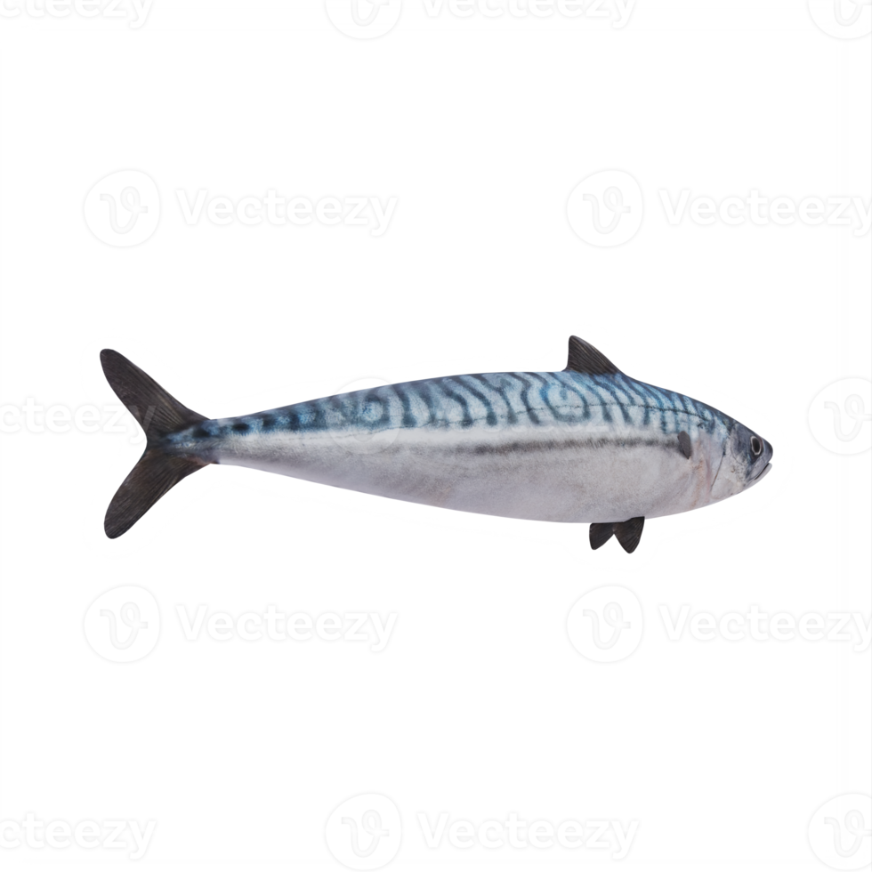 3d MACKEREL FISH png