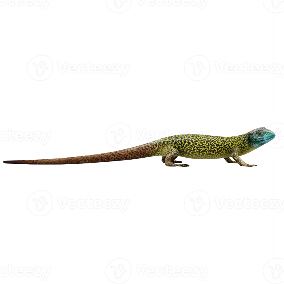 Green lizard isolated png