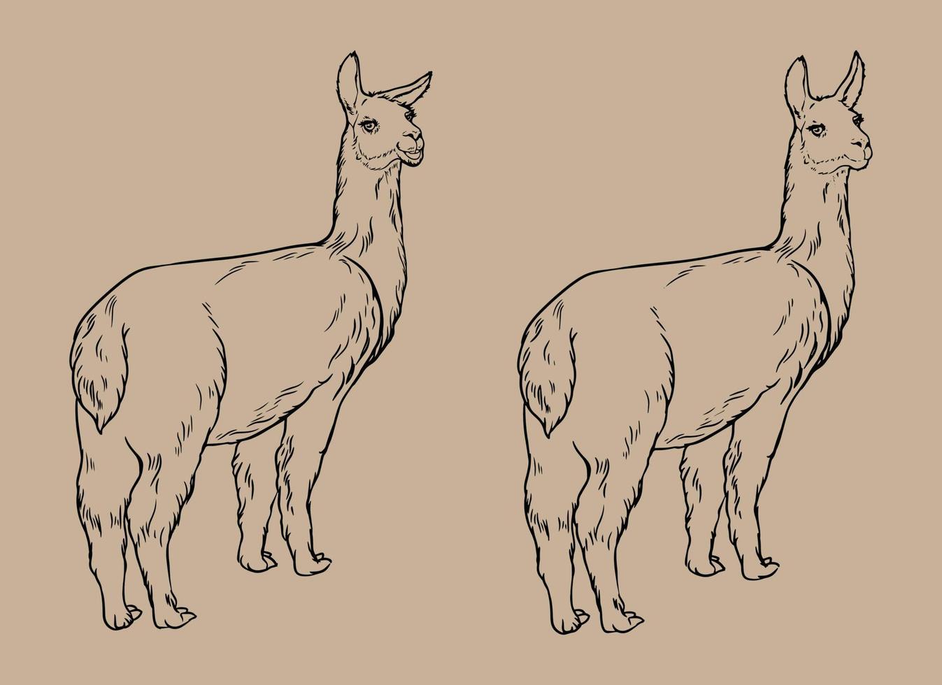 Animal llama black and white vector drawing. For coloring books and illustration. Isolated vector