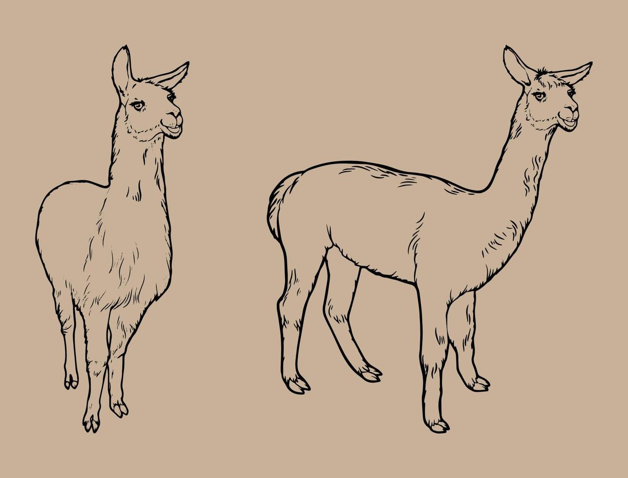 Animal llama black and white vector drawing. For coloring books and illustration. Isolated vector