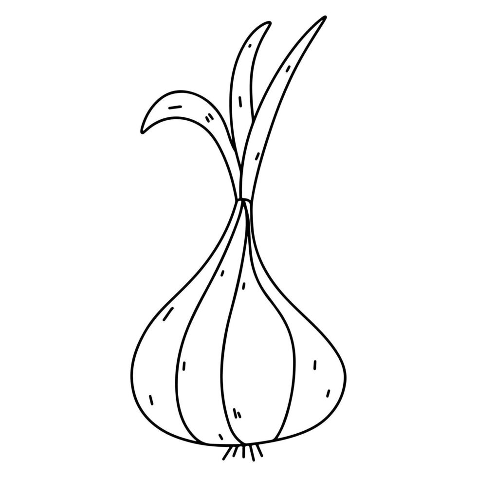 Onion in hand drawn doodle style. Vector illustration isolated on white background.