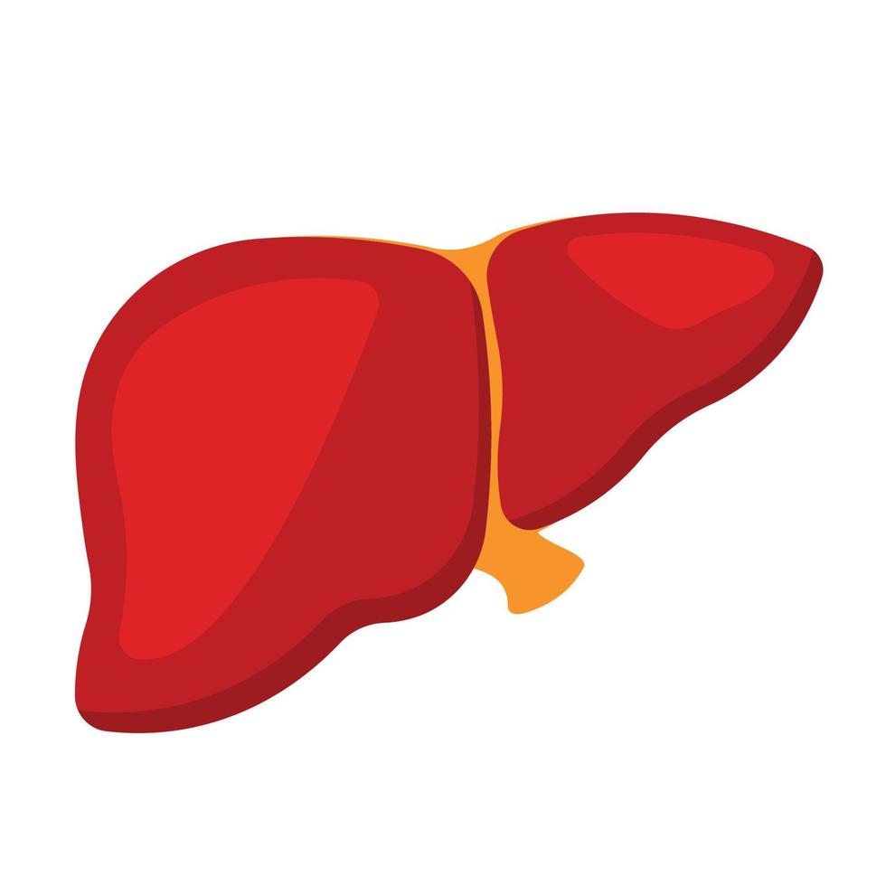 Liver Icon for Human Anatomy Organ Symbol Vector Illustration