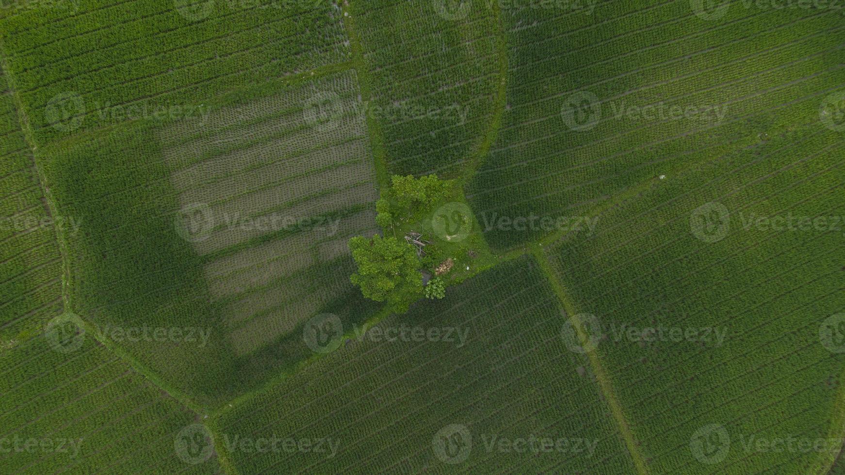 una vista alta de los árboles en medio de los campos de arroz foto