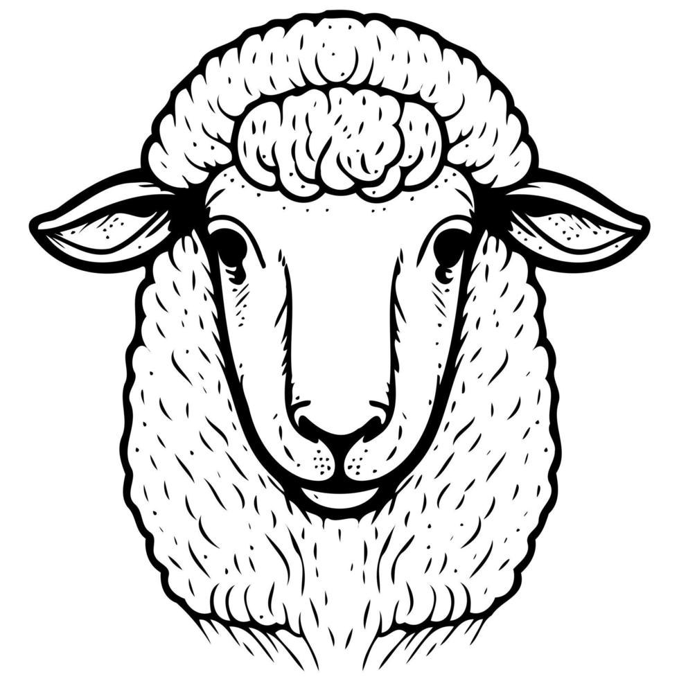 animal mammal sheep head vector