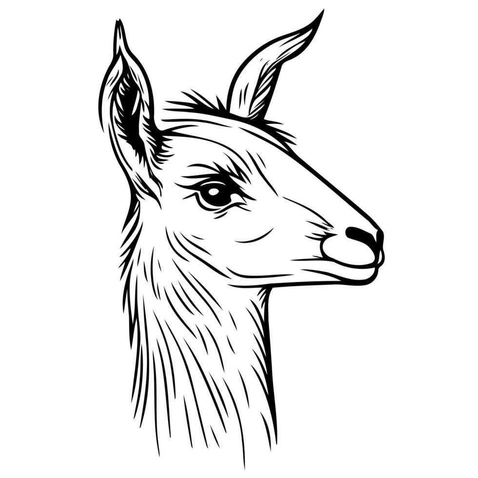 animal head domestic camelid llama vector